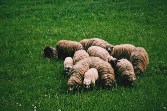 Flock of Sheep Picture